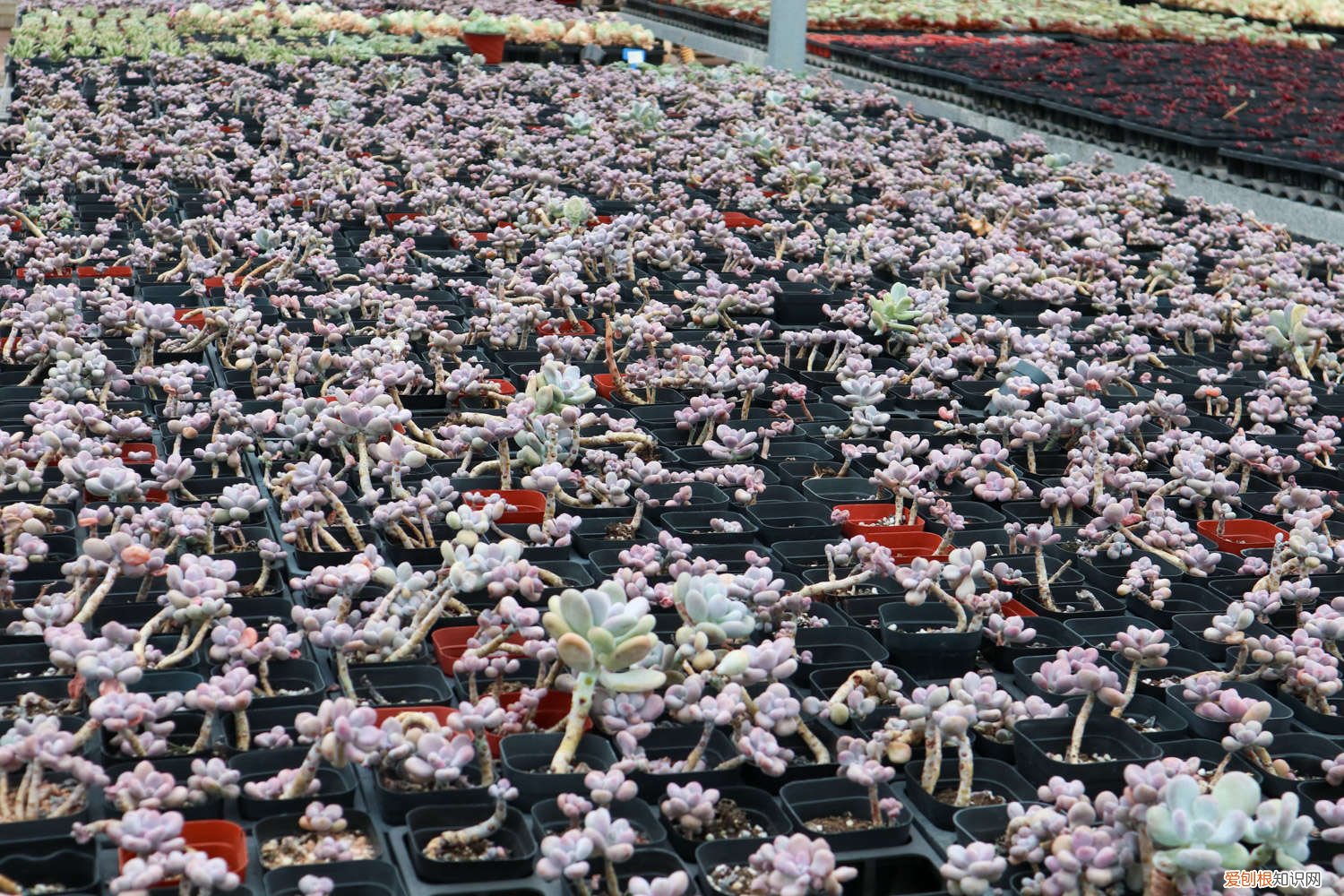 鸽子蛋长胖吗 桃蛋胖成鸽子蛋，竟是浇了这种水，肥料钱全省了！