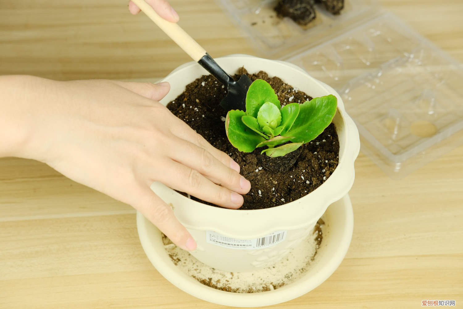 长寿花含苞待放时怎么浇水 秋天来了，赶紧给“长寿花”盆里加点“它”，花苞开的拦不住！