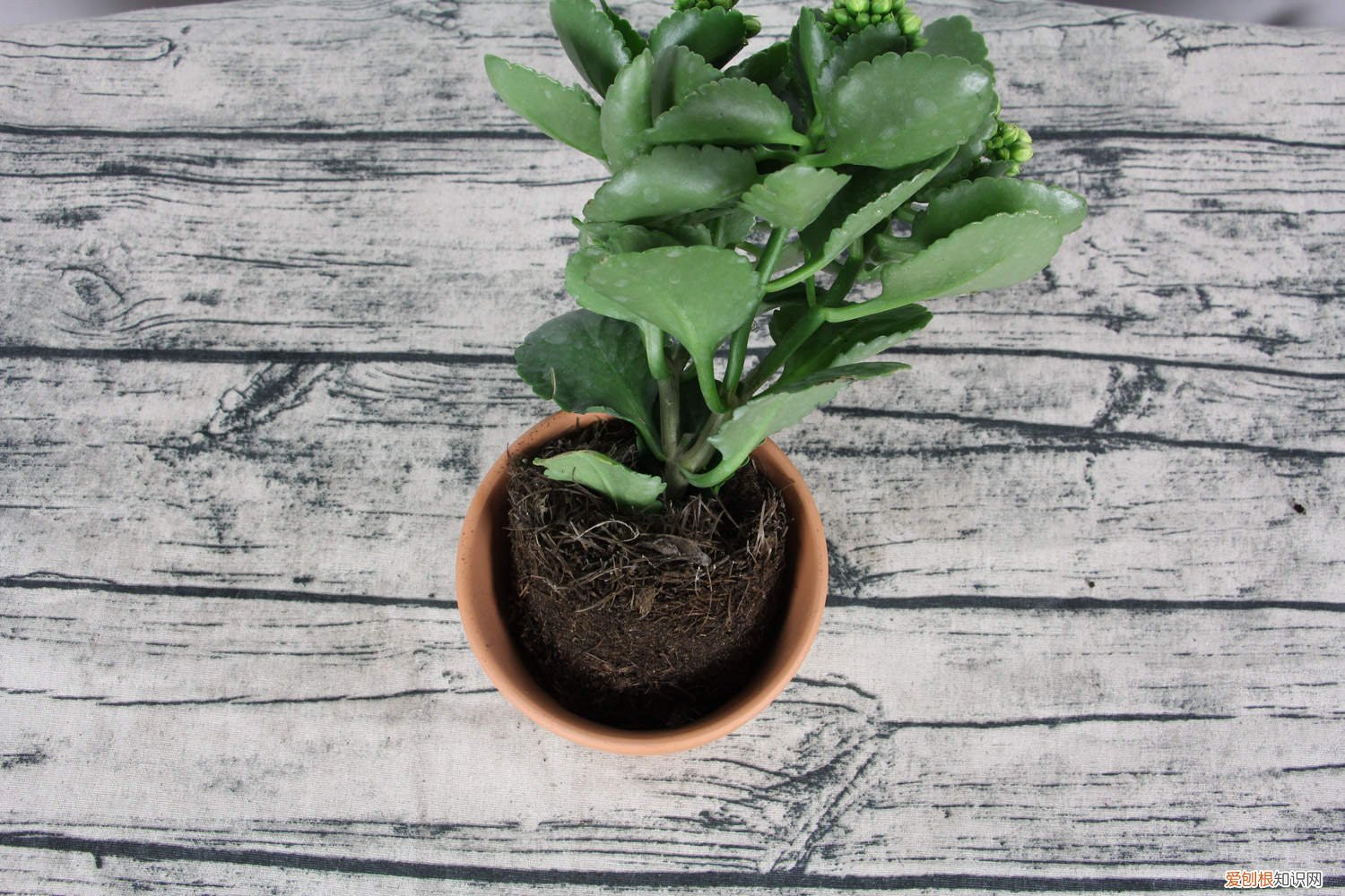 长寿花含苞待放时怎么浇水 秋天来了，赶紧给“长寿花”盆里加点“它”，花苞开的拦不住！