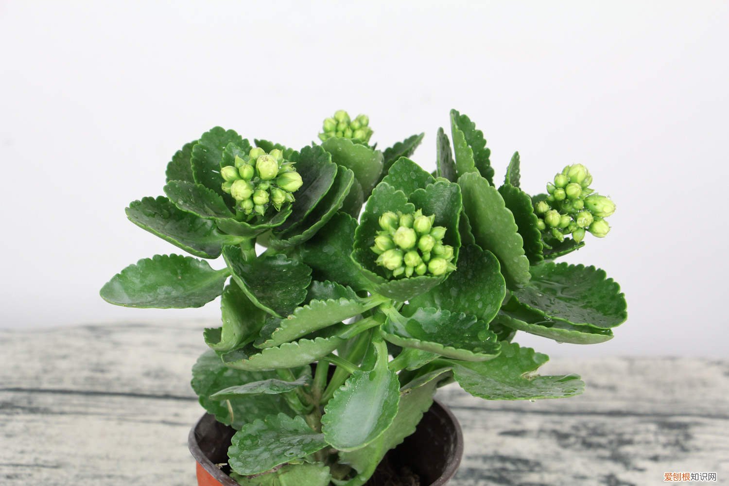 长寿花含苞待放时怎么浇水 秋天来了，赶紧给“长寿花”盆里加点“它”，花苞开的拦不住！