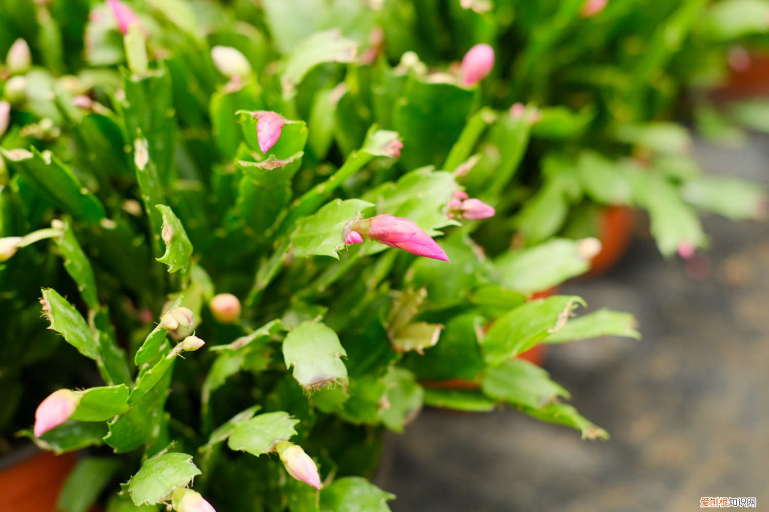 解爪兰扦插时间和方法 折根“柳枝”泡水里，用它来泡“蟹爪兰”，扦插成活率更高了！