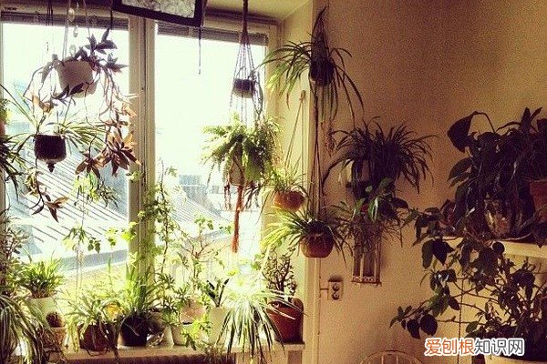 养花根用什么肥 你还在买“花肥”养花？高手就不这样做，自制的“发根水”效果更牛