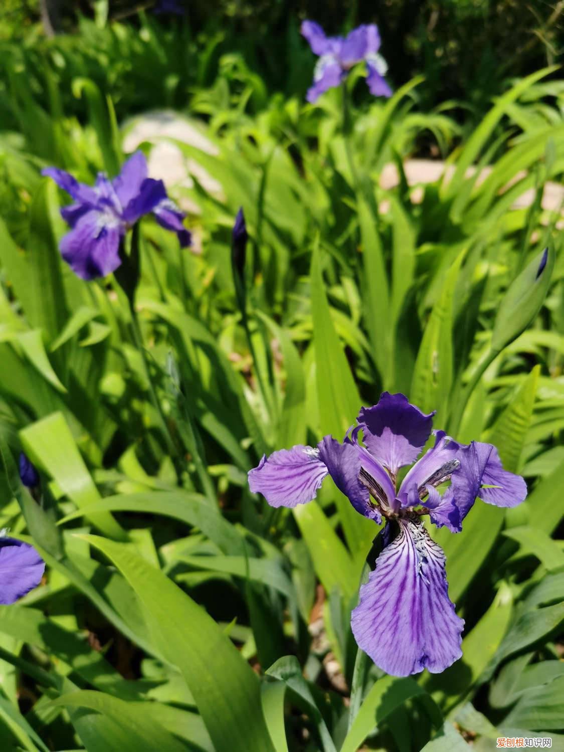 鸢尾花移栽后能浇水吗 盆栽鸢尾花需要换盆吗，怎么换盆
