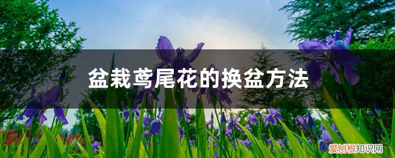 鸢尾花怎样在花盆种植 盆栽鸢尾花的换盆方法，多久换盆一次