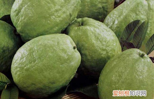 芭乐图片欣赏 芭乐吃法和功效