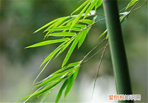 竹叶的功效与作用 竹叶有哪些好处