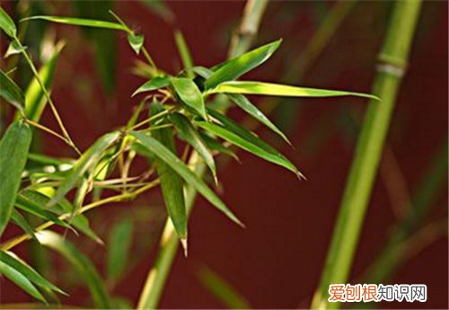 竹叶的功效与作用 竹叶有哪些好处