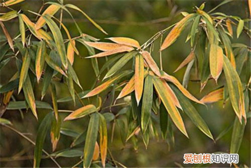 竹叶的功效与作用 竹叶有哪些好处