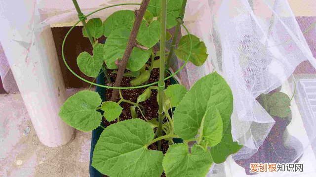 哈密瓜怎么种植盆栽 哈密瓜怎么种植