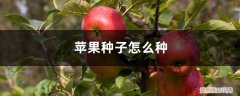 苹果种子怎么种视频 苹果种子怎么种