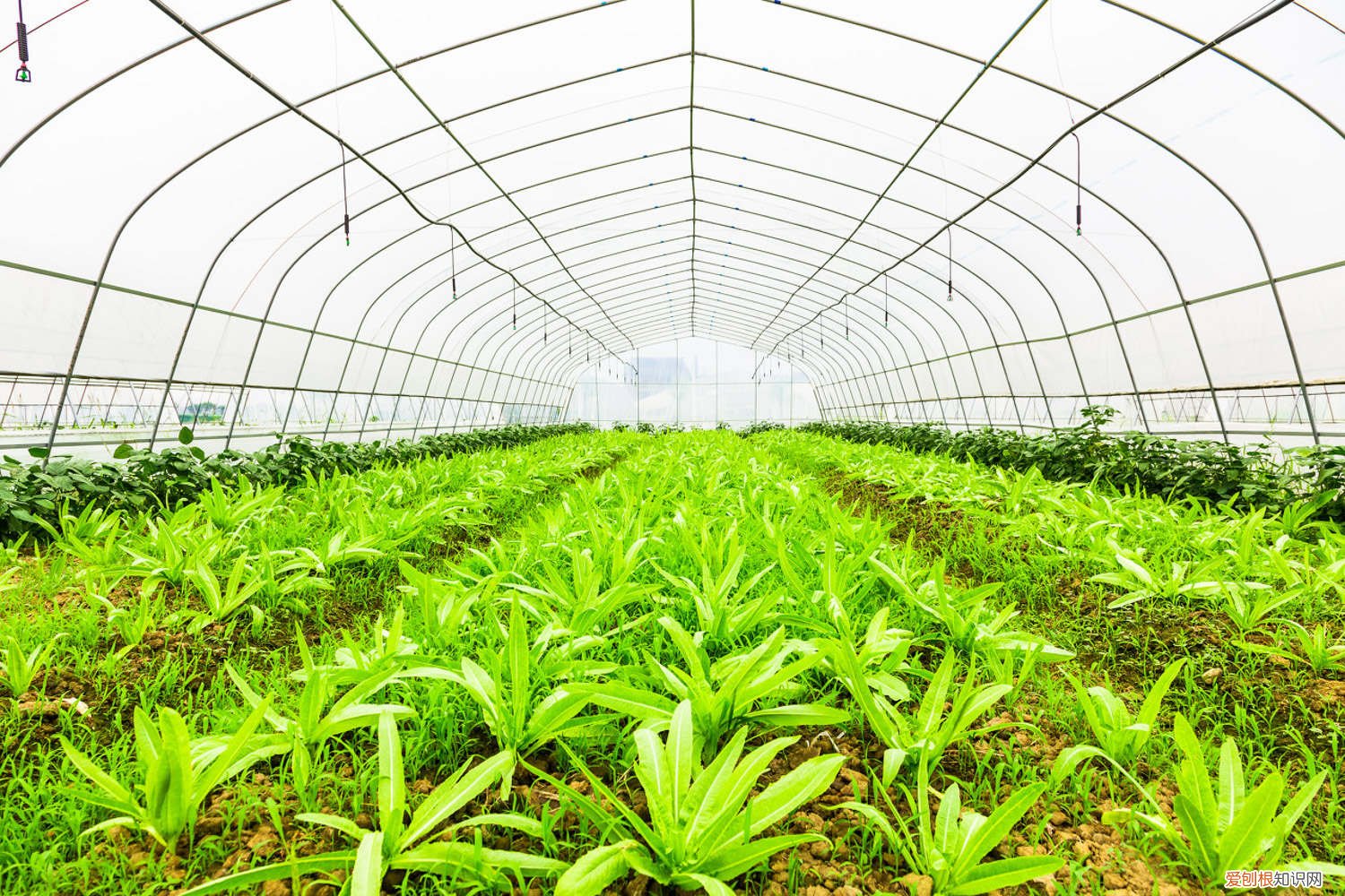 油麦菜怎么种植长得快 油麦菜怎么种