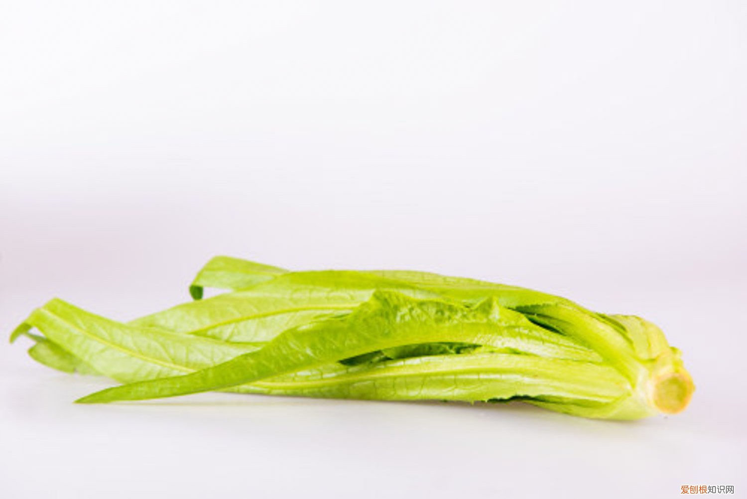 油麦菜怎么种植长得快 油麦菜怎么种