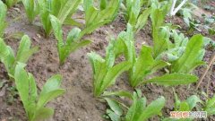 油麦菜怎么种植长得快 油麦菜怎么种