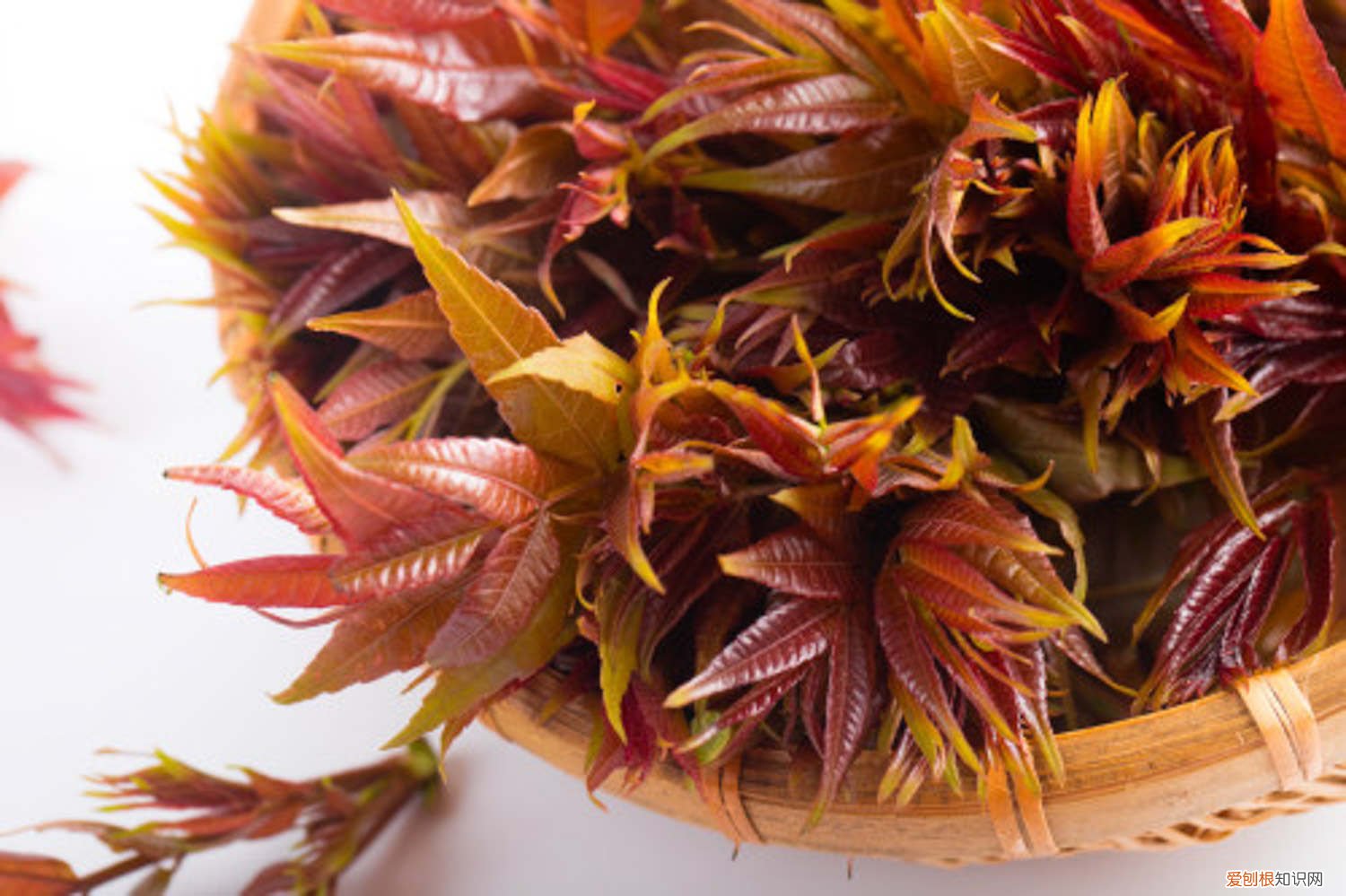 香椿树怎么种植最好 香椿树怎么种植