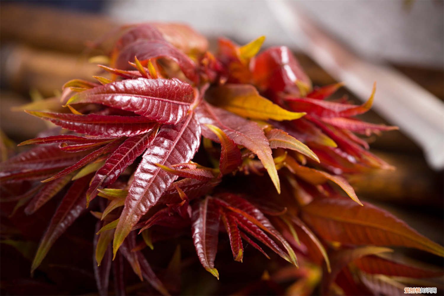 香椿树怎么种植最好 香椿树怎么种植