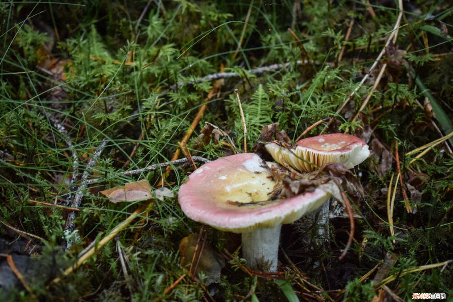 蘑菇怎么种植方法视频教程 蘑菇怎么种植