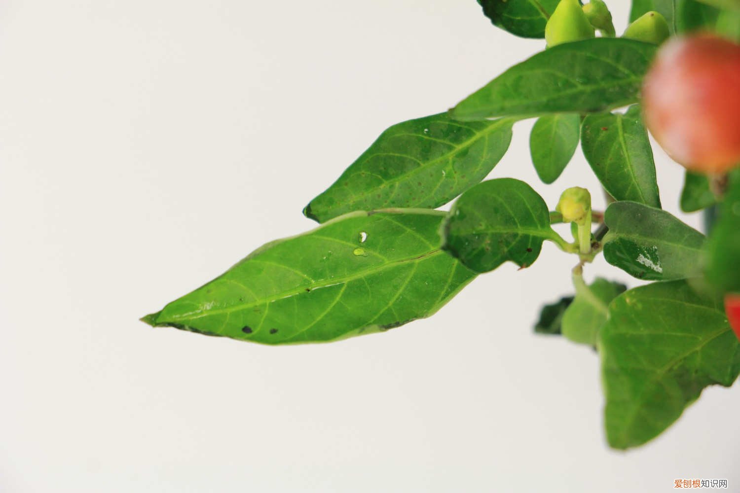 五彩椒怎么种植浇水 五彩椒怎么种植