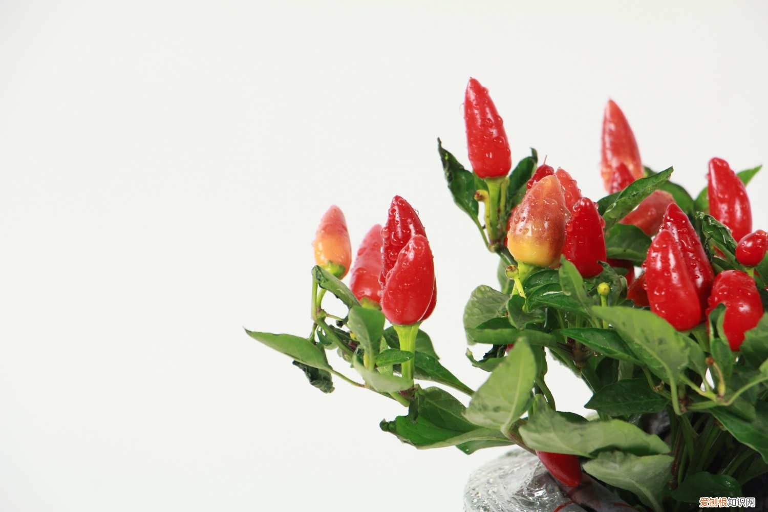 五彩椒怎么种植浇水 五彩椒怎么种植