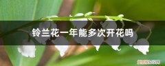 铃兰一年开花几次 铃兰花一年能多次开花吗，怎么养开花多