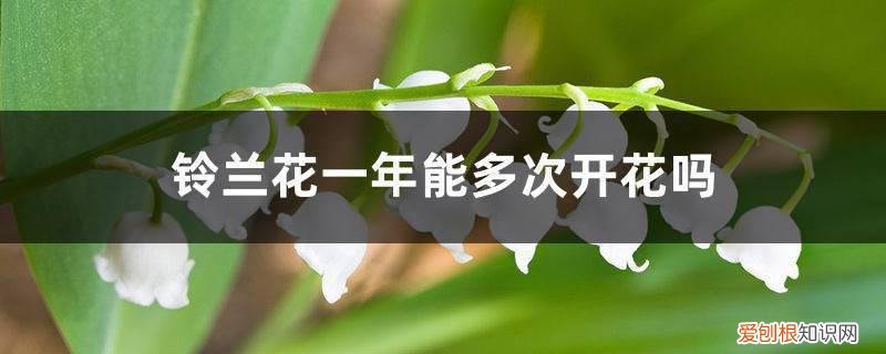 铃兰一年开花几次 铃兰花一年能多次开花吗，怎么养开花多