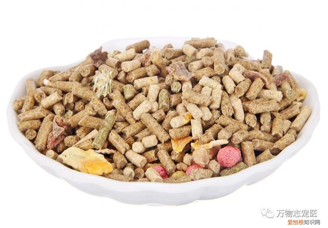 养宠物兔须知，「萌新报到」宠物兔的挑选与饲养