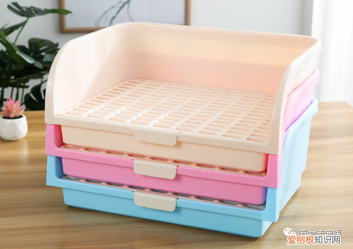 养宠物兔须知，「萌新报到」宠物兔的挑选与饲养