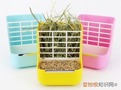 养宠物兔须知，「萌新报到」宠物兔的挑选与饲养