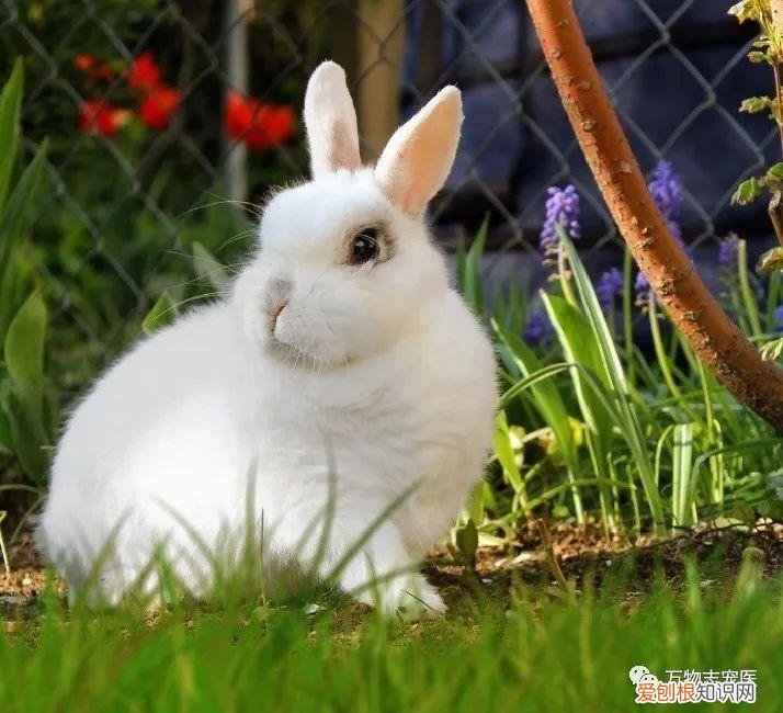 养宠物兔须知，「萌新报到」宠物兔的挑选与饲养