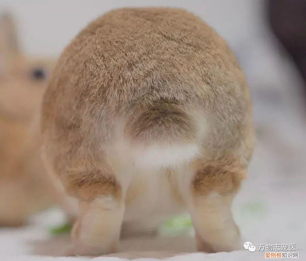 养宠物兔须知，「萌新报到」宠物兔的挑选与饲养
