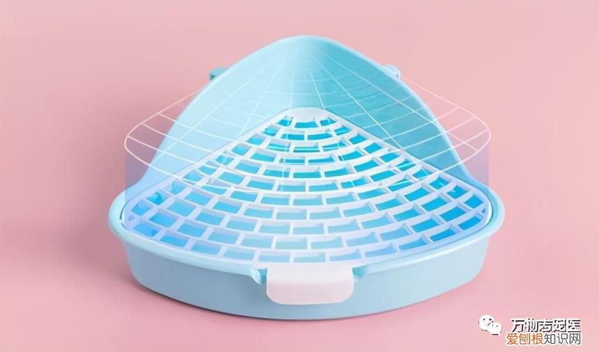 养宠物兔须知，「萌新报到」宠物兔的挑选与饲养