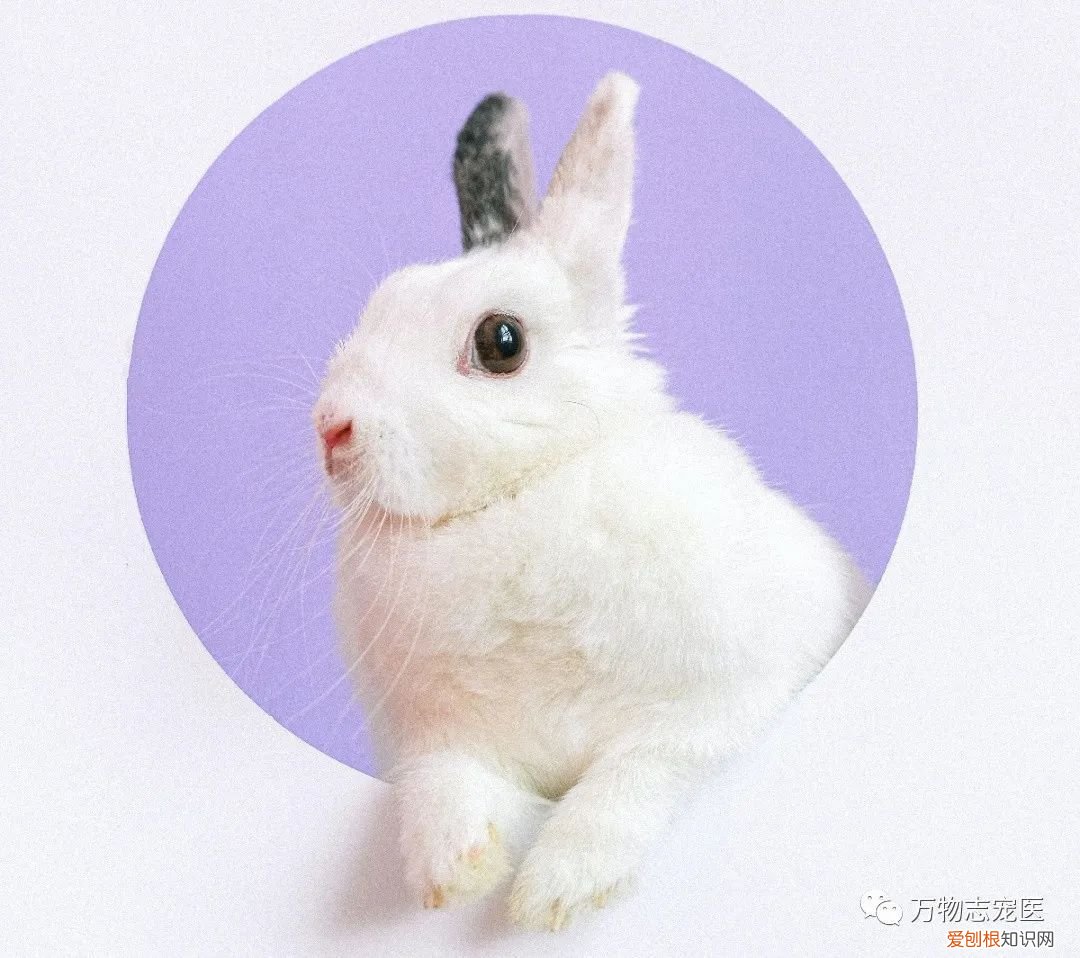 养宠物兔须知，「萌新报到」宠物兔的挑选与饲养