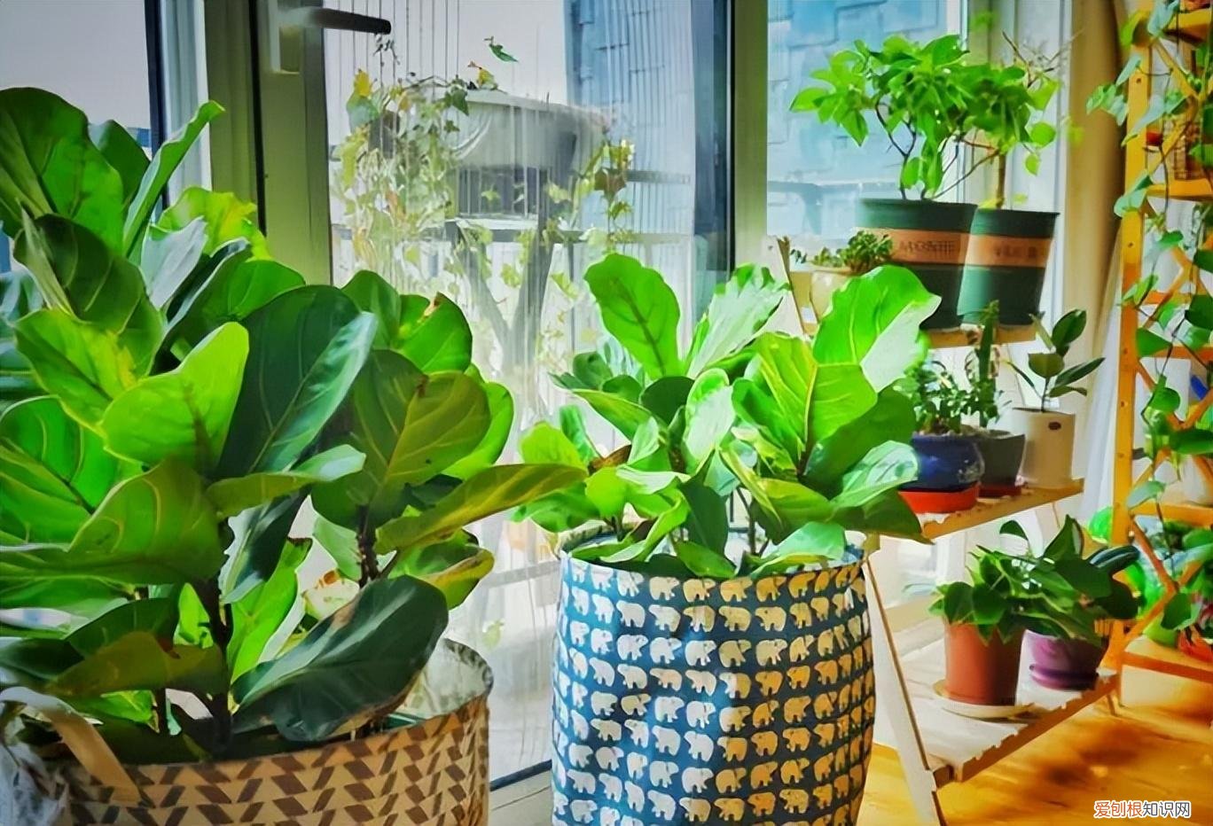 你知道怎么养花吗图片，新手想养花，记住这“6点”，不会养花也能养好，试过的都知道