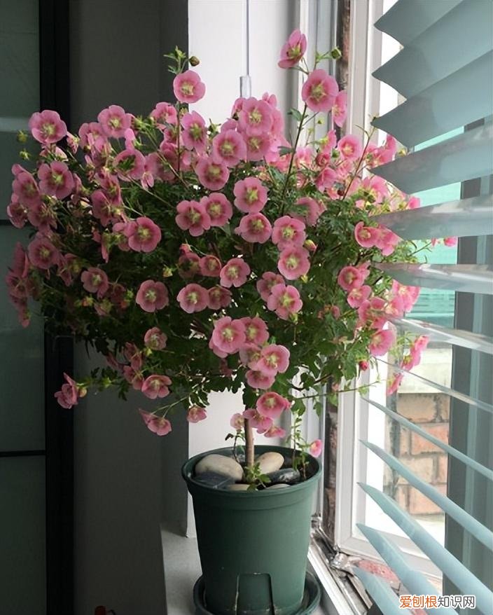 你知道怎么养花吗图片，新手想养花，记住这“6点”，不会养花也能养好，试过的都知道