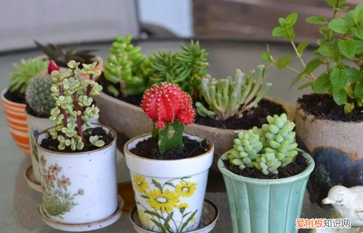 你知道怎么养花吗图片，新手想养花，记住这“6点”，不会养花也能养好，试过的都知道