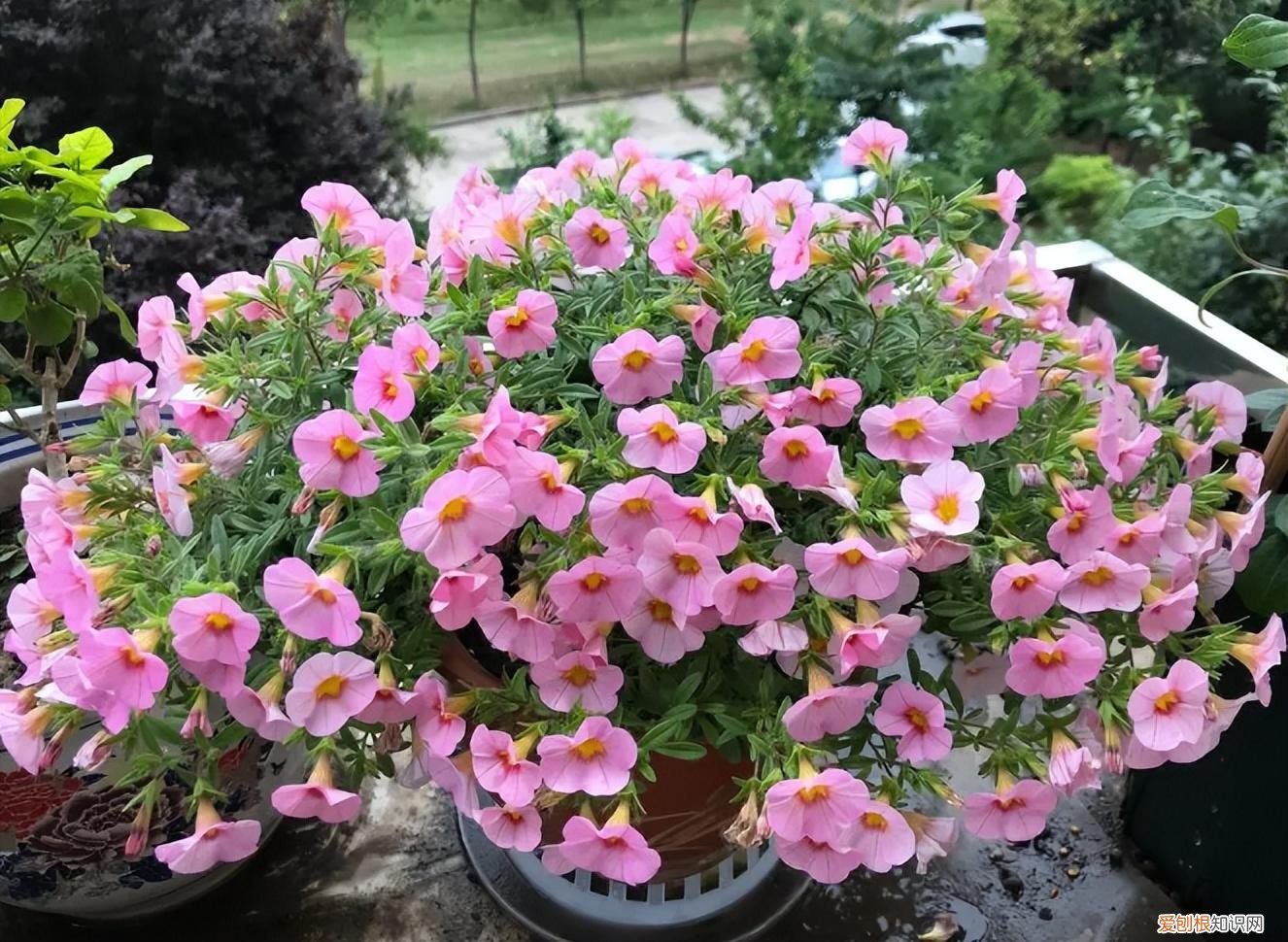 你知道怎么养花吗图片，新手想养花，记住这“6点”，不会养花也能养好，试过的都知道