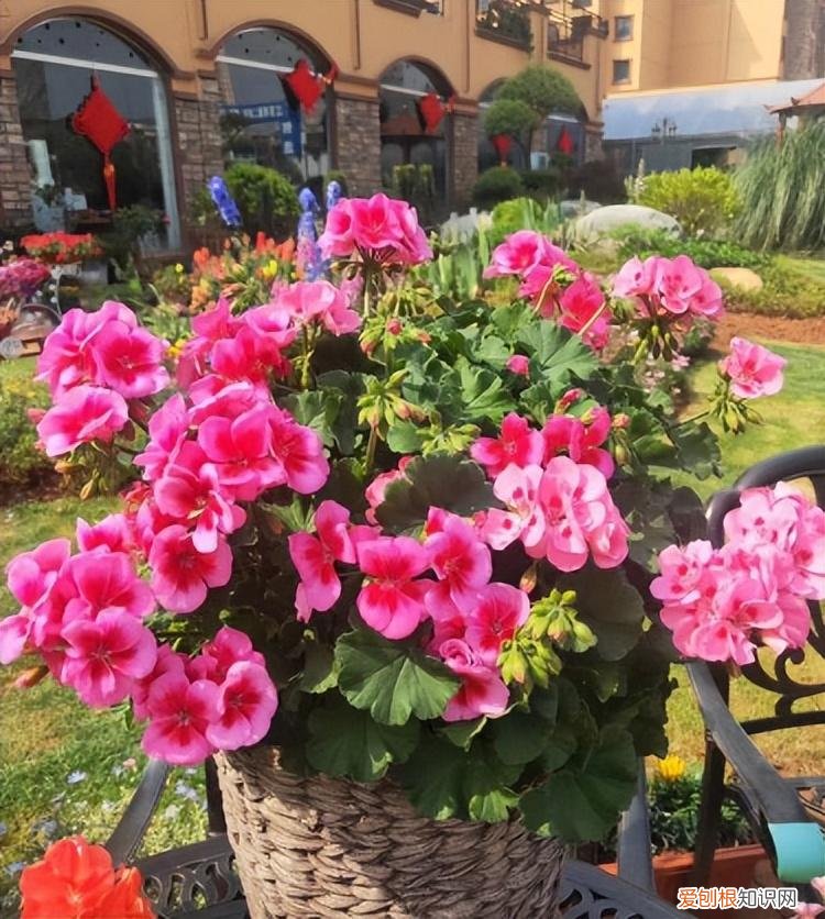 你知道怎么养花吗图片，新手想养花，记住这“6点”，不会养花也能养好，试过的都知道