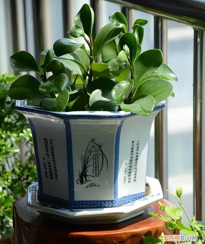 你知道怎么养花吗图片，新手想养花，记住这“6点”，不会养花也能养好，试过的都知道