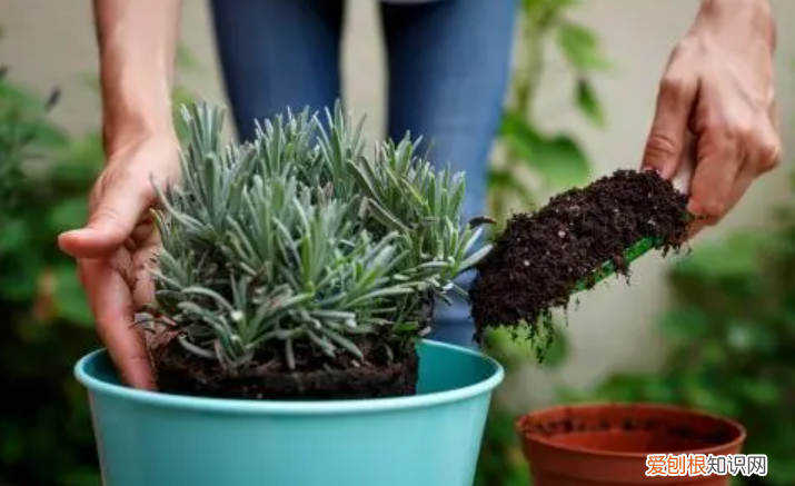 你知道怎么养花吗图片，新手想养花，记住这“6点”，不会养花也能养好，试过的都知道