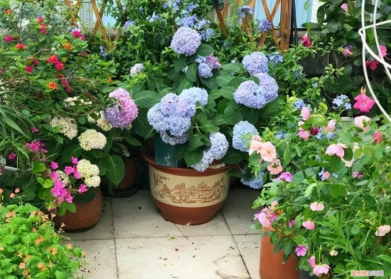 你知道怎么养花吗图片，新手想养花，记住这“6点”，不会养花也能养好，试过的都知道