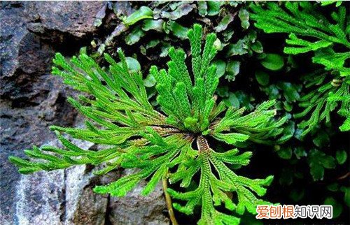 九死还魂草能泡水喝吗九死还魂草的功效与作用