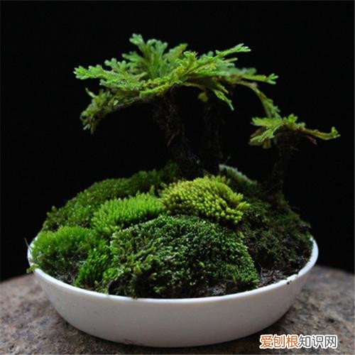 九死还魂草能泡水喝吗九死还魂草的功效与作用