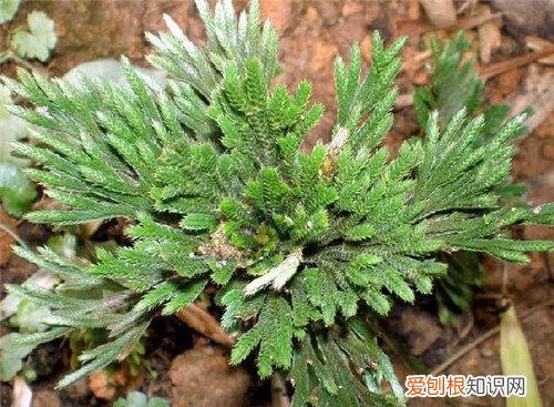 九死还魂草能泡水喝吗九死还魂草的功效与作用