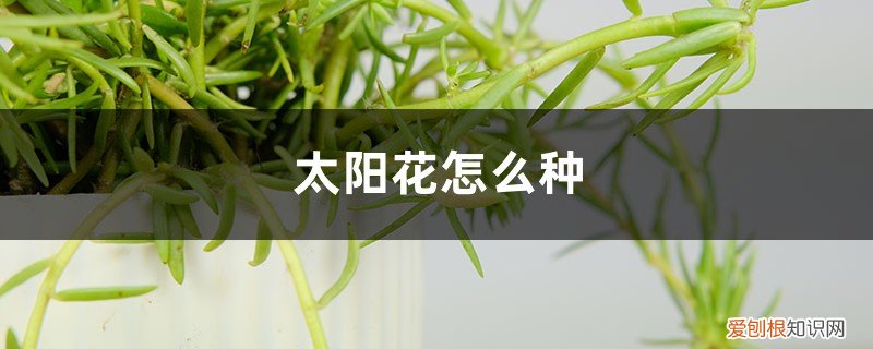 太阳花怎么种植和养护 太阳花怎么种