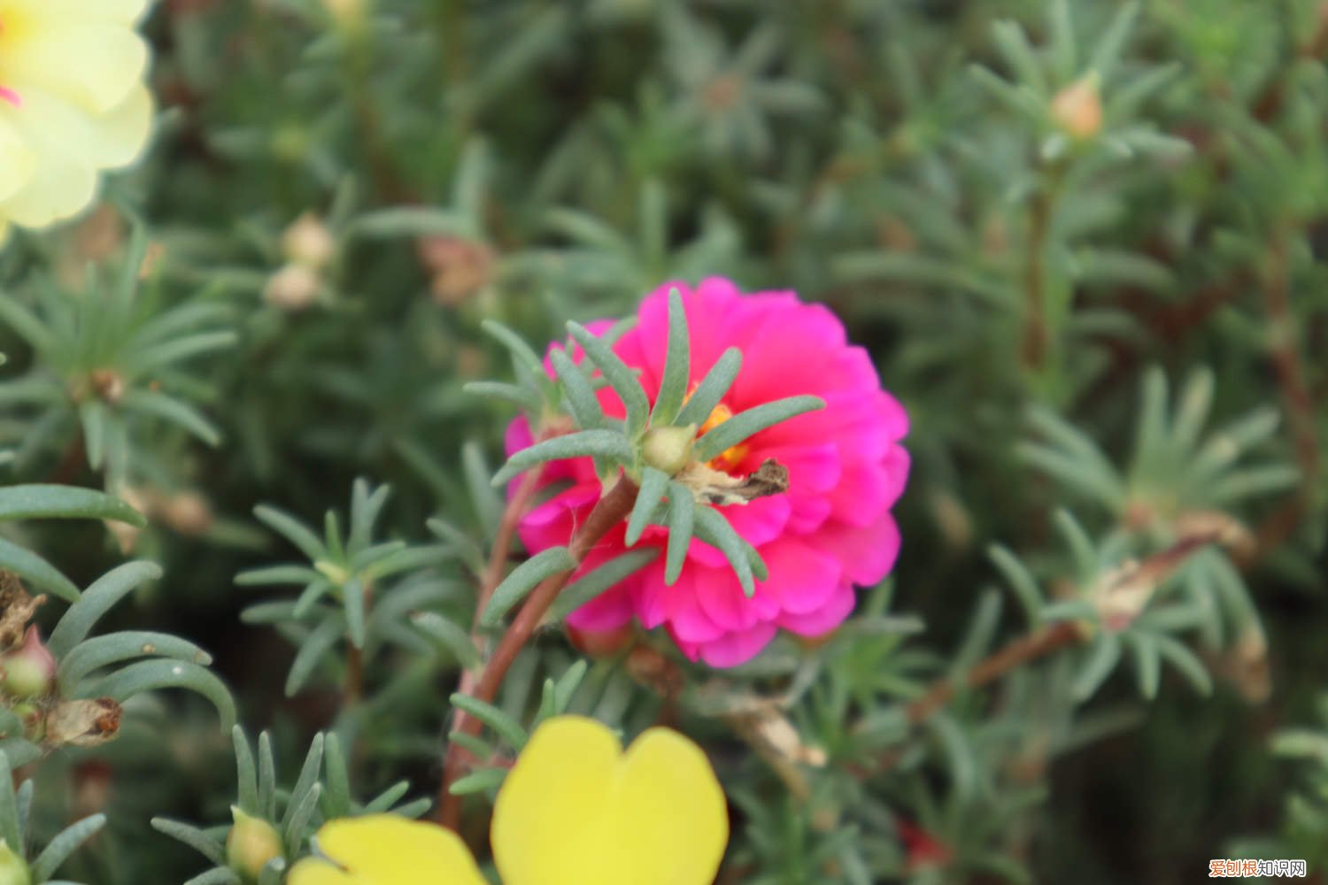 太阳花怎么种植和养护 太阳花怎么种