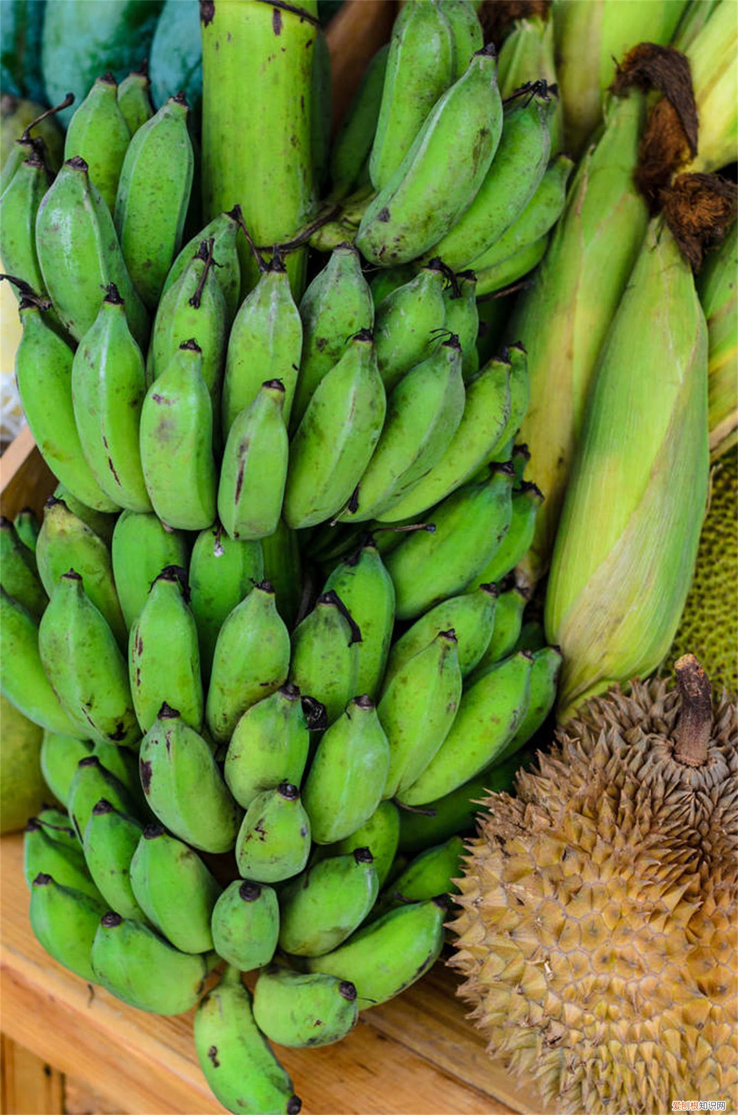 香蕉树怎么种植视频 香蕉树怎么种植