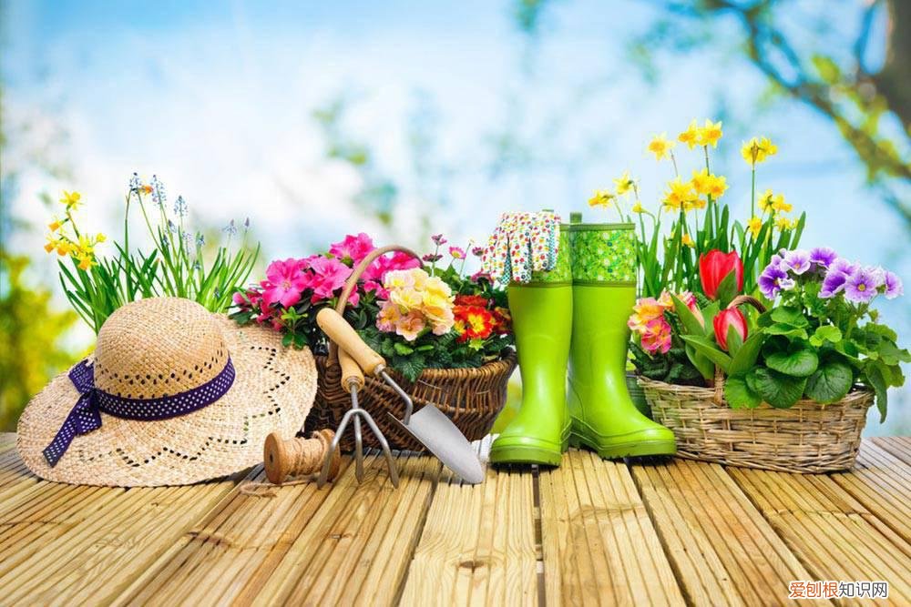 刺老芽怎么养殖 刺老芽怎么种植