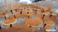 灵芝怎么种植方法土壤要求 灵芝怎么种