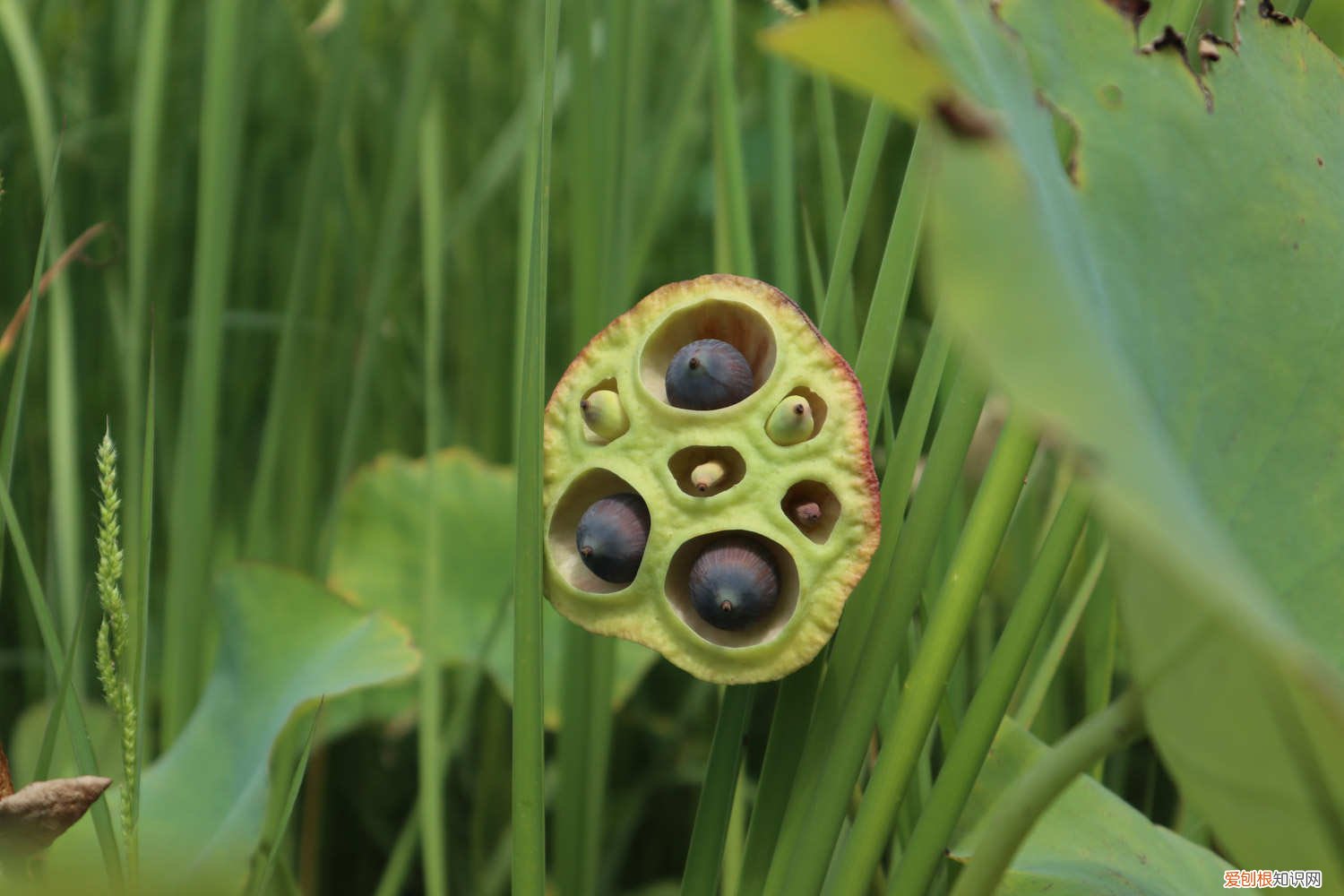 莲子怎么种植怎么破皮 莲子怎么种植