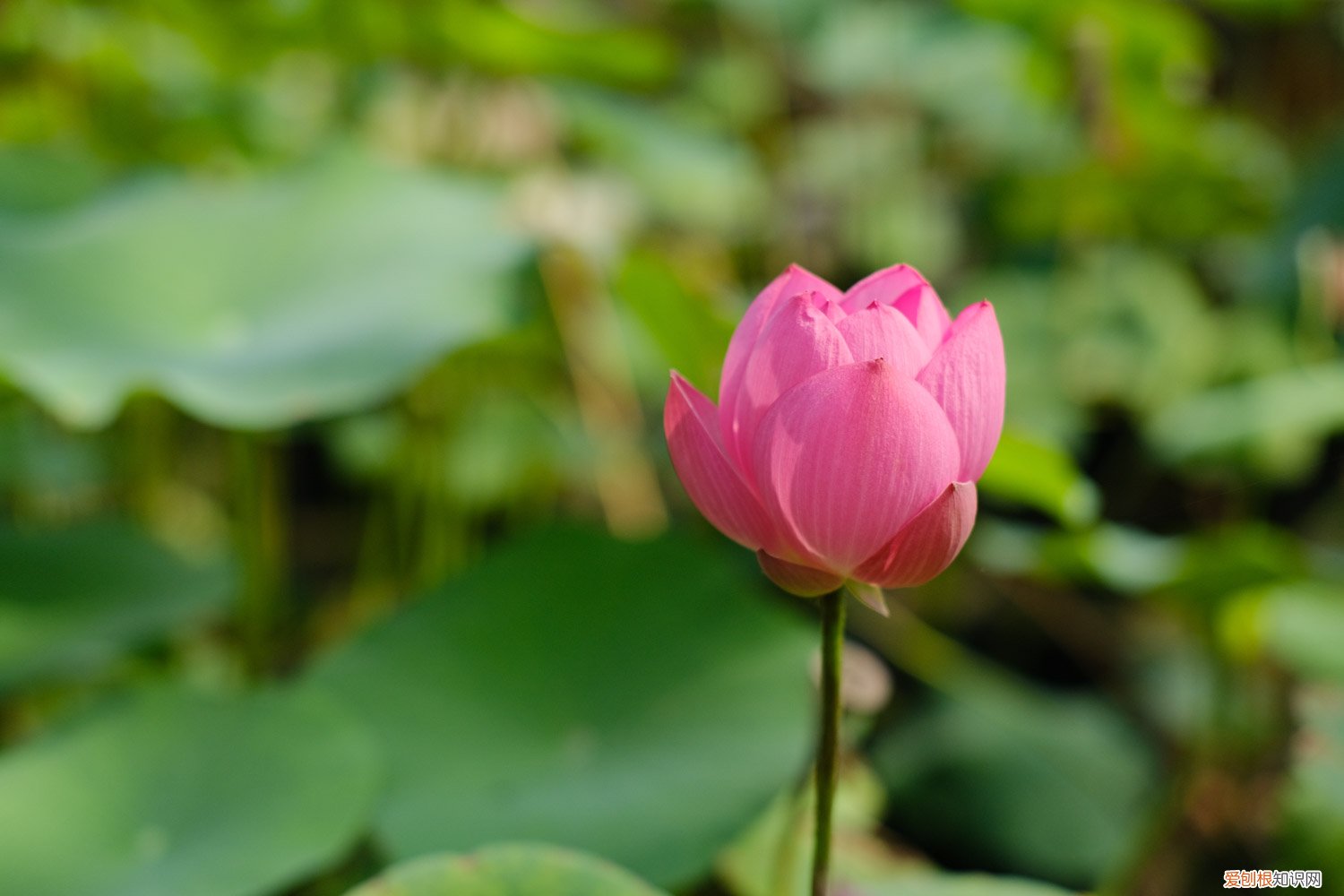 莲子怎么种植怎么破皮 莲子怎么种植