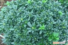 秋天把它丢盆里，叶子油绿花开爆，10年不烂根！